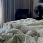 Spannbettlaken Pepino – Bild 3